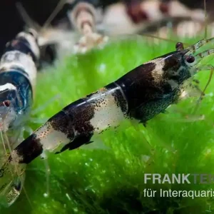 Hummelgarnele, Caridina sp. Hummel Markenprodukt