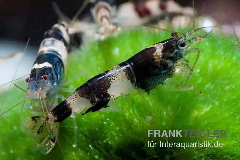 Hummelgarnele, Caridina sp. Hummel Markenprodukt