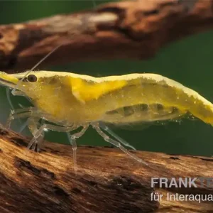 Yellow Fire Neon Garnele, Neocaridina davidi "Yellow Fire Neon" Schnäppchen