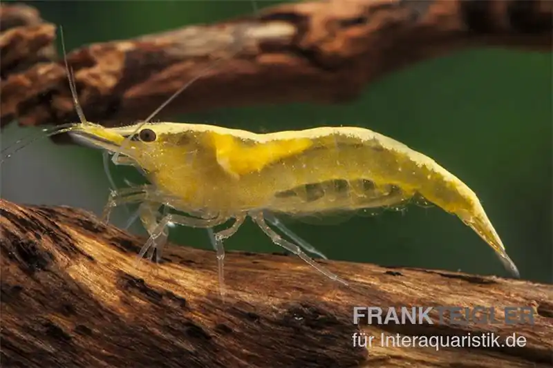 Yellow Fire Neon Garnele, Neocaridina davidi "Yellow Fire Neon" Schnäppchen