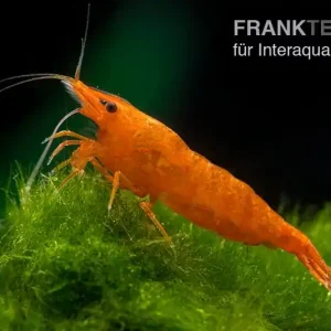 Sonderangebot Bloody Orange Garnele, Neocaridina davidi