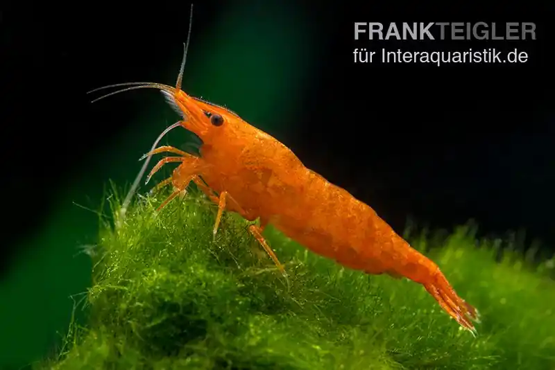 Sonderangebot Bloody Orange Garnele, Neocaridina davidi