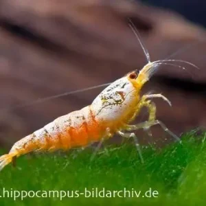 Golden Snow White Bee Garnele, Caridina logemanni Neue Ware