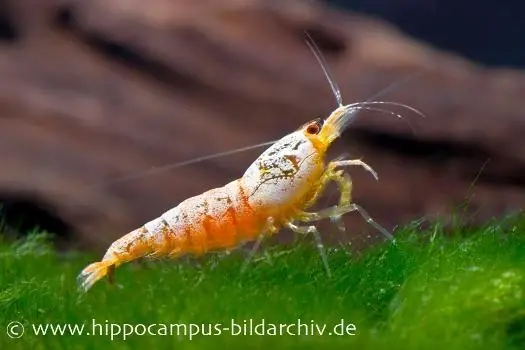 Golden Snow White Bee Garnele, Caridina logemanni Neue Ware