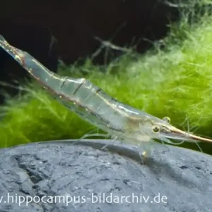 Heißes Angebot Rote Nashorngarnele, Caridina gracilirostris