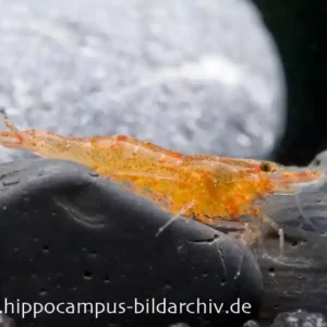 Mandarinengarnele, Caridina thambipillai (Caridina propinqua) Abverkauf