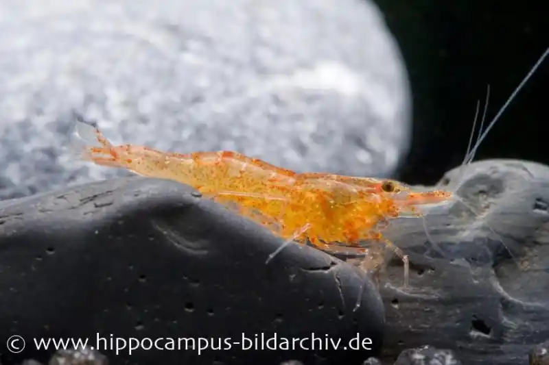 Mandarinengarnele, Caridina thambipillai (Caridina propinqua) Abverkauf
