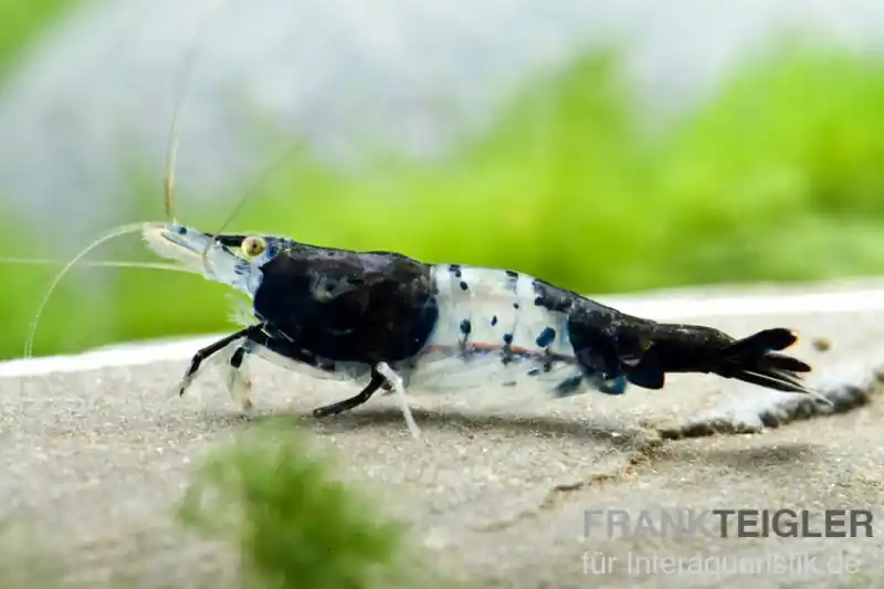 Carbon Rili Garnele, Neocaridina davidi Saisonangebot