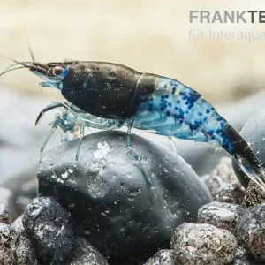 Knallerangebot Blue Rili Shrimp, Neocaridina davidi