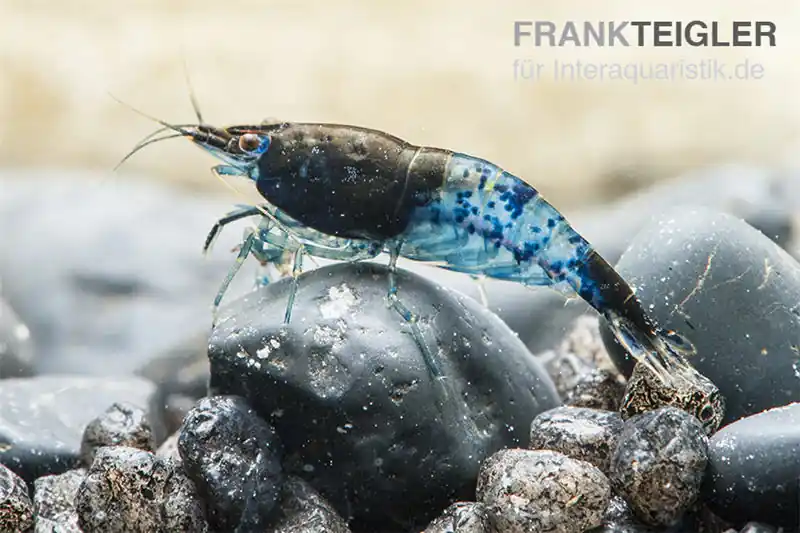 Knallerangebot Blue Rili Shrimp, Neocaridina davidi