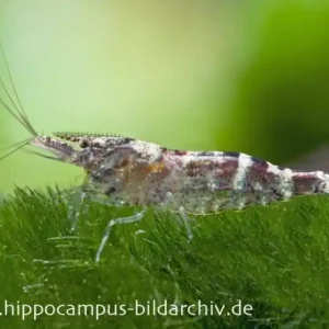 Ninja-Garnele, Caridina serratirostris Super-Preis
