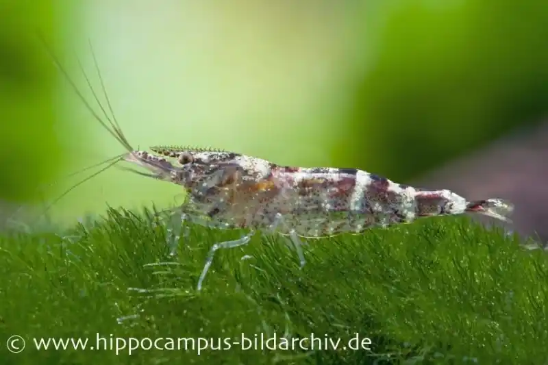 Ninja-Garnele, Caridina serratirostris Super-Preis
