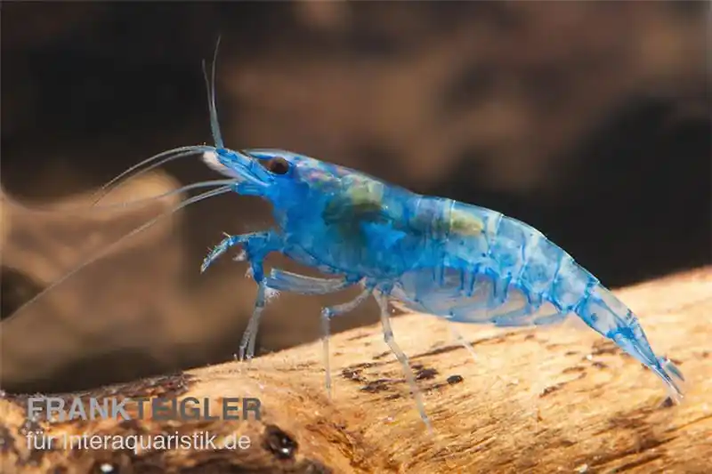 Blue Dream Garnele, Neocaridina davidi Meistverkauft