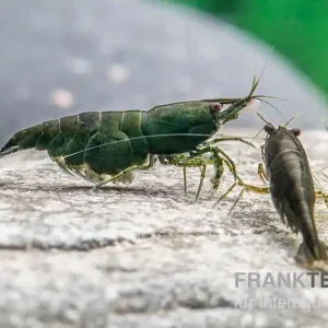 Green Jade Garnele, Neocaridina davidi Meistverkauft