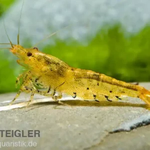 Goldene Tigergarnele/Tangerine Tiger, Caridina cf. cantonensis Neuheit