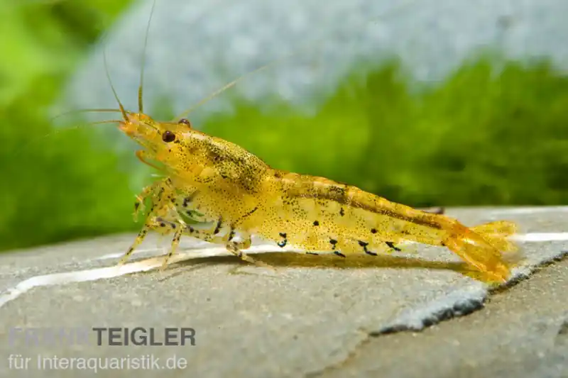 Goldene Tigergarnele/Tangerine Tiger, Caridina cf. cantonensis Neuheit