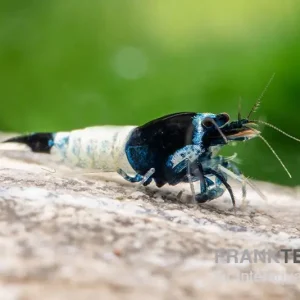 Meistverkauft Mosura King Kong Garnele, Caridina logemanni (Taiwan Bee)