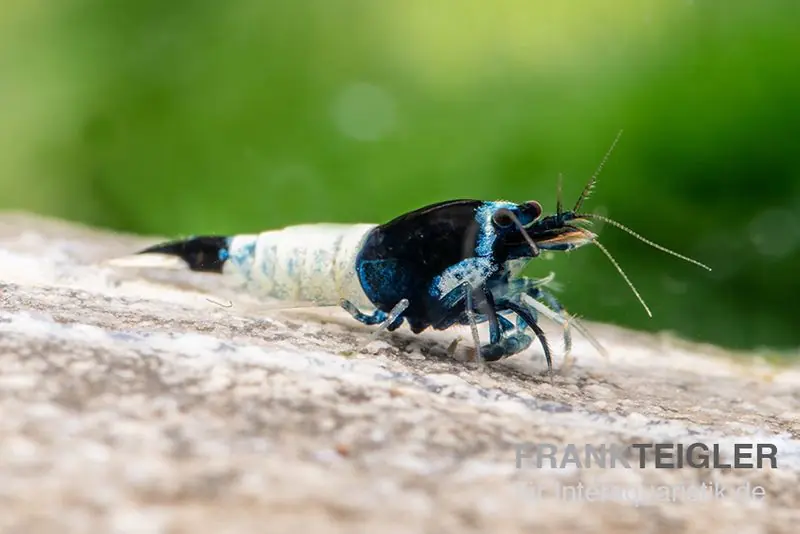 Meistverkauft Mosura King Kong Garnele, Caridina logemanni (Taiwan Bee)