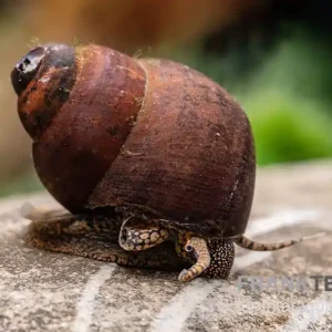 Orange Sumpfdeckelschnecke, Viviparus spec. Begrenztes Angebot