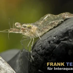 Perlgarnele, Arachnochium kulsiense Highlight