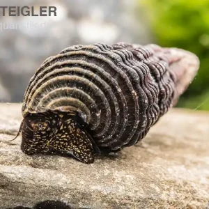 Matano-Mini-Tylomelania, Tylomelania spec. Matano mini Kracherpreis