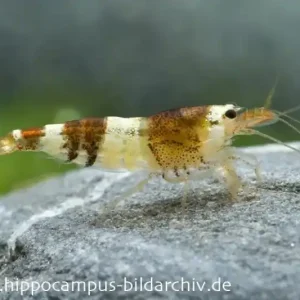 Preisknaller Black Bee Grade A Garnele, Caridina logemanni