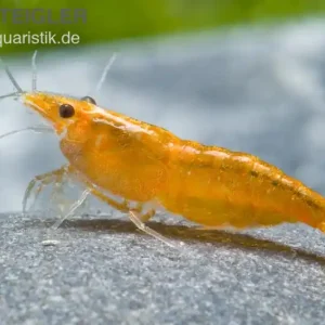 Nur Heute Sakura Orange Garnele, Neocaridina davidi