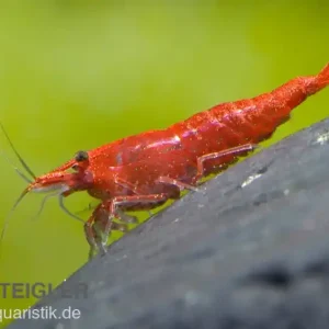 Sakura Red Garnele, Neocaridina davidi Finale Aktion
