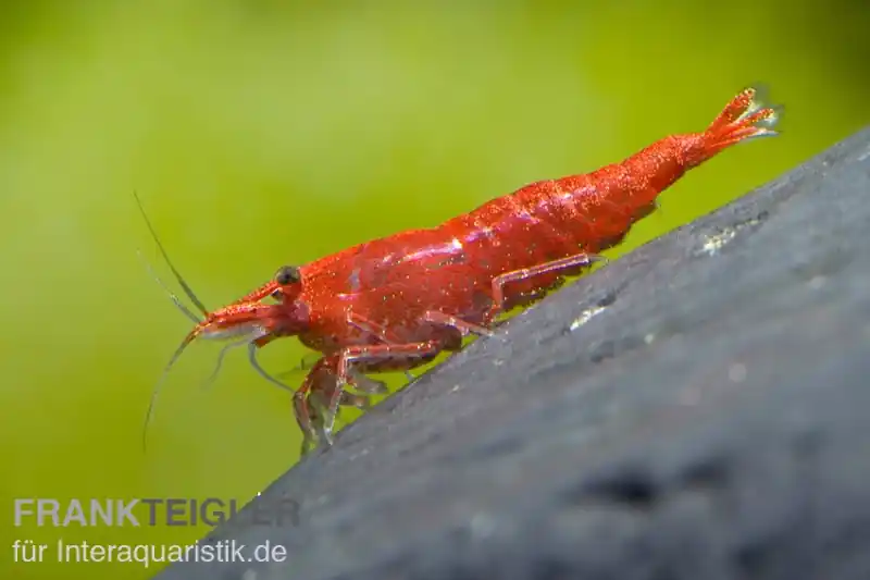 Sakura Red Garnele, Neocaridina davidi Finale Aktion