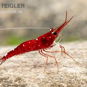 Weißpunkt-Kardinals-Garnele, Caridina spec. White Spot Red Bee Jetzt Bestellen