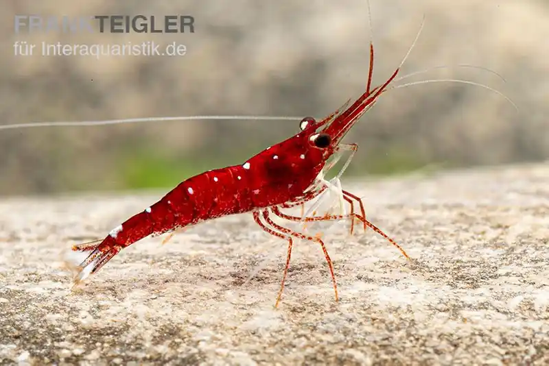Weißpunkt-Kardinals-Garnele, Caridina spec. White Spot Red Bee Jetzt Bestellen