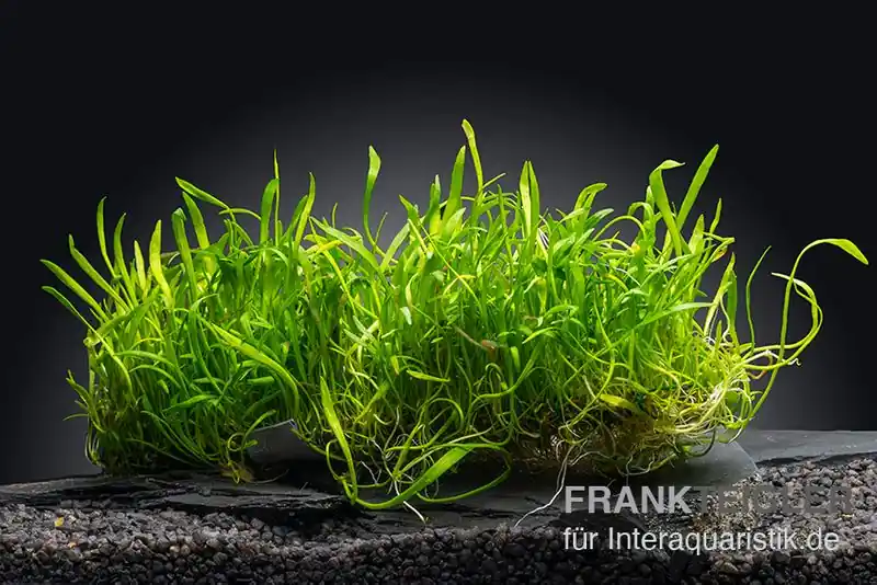 Jetzt Kaufen Brasilianische Graspflanze, Lilaeopsis brasiliensis, Stretch-Pad, 3x18 cm
