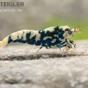 Kracherpreis Black Galaxy Garnele Mix, Caridina spec. "Black Galaxy"
