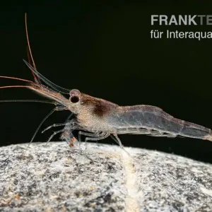 Preisknaller Blue-leg-Poso Garnele, Caridina caerulea