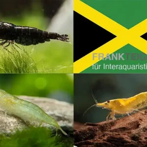 Bundle: Zwerggarnelen-Set "Jamaica", 5 x Chocolate + 5 x Grüne + 5 x Yellow Fire Garnelen Bestpreis
