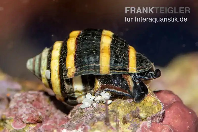 Günstig Hummelschnecke, Engina sp. (Engina mendicaria)