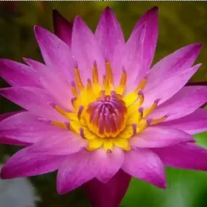 Garantierte Lieferung Rote Seerose, Nymphaea dang ma miew