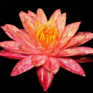 Rote Seerose, Nymphaea wanwisaa Neu