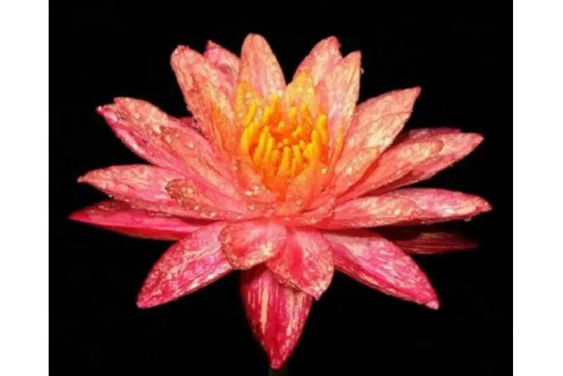 Rote Seerose, Nymphaea wanwisaa Neu