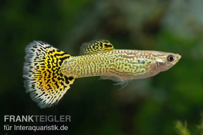 Neu Guppy Cobra grün, Poecilia reticulata, paarweise