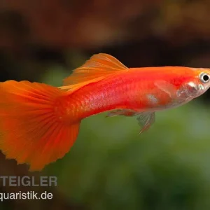 Knallerangebot Guppy Triangel vollrot, Poecilia reticulata, paarweise