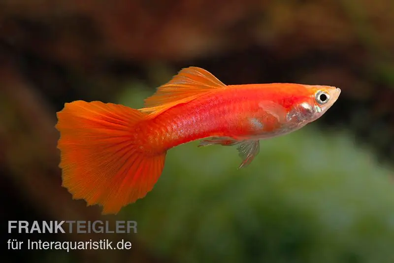 Knallerangebot Guppy Triangel vollrot, Poecilia reticulata, paarweise