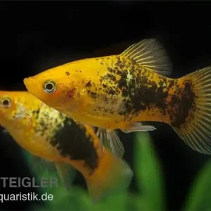 Platy Sunset Tuxedo, Xiphophorus maculatus Finale Aktion