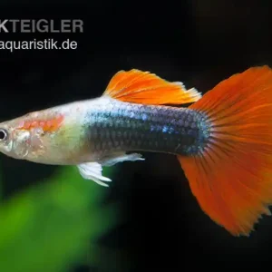 Abverkauf Guppy neonblau-rot, Poecilia reticulata, paarweise