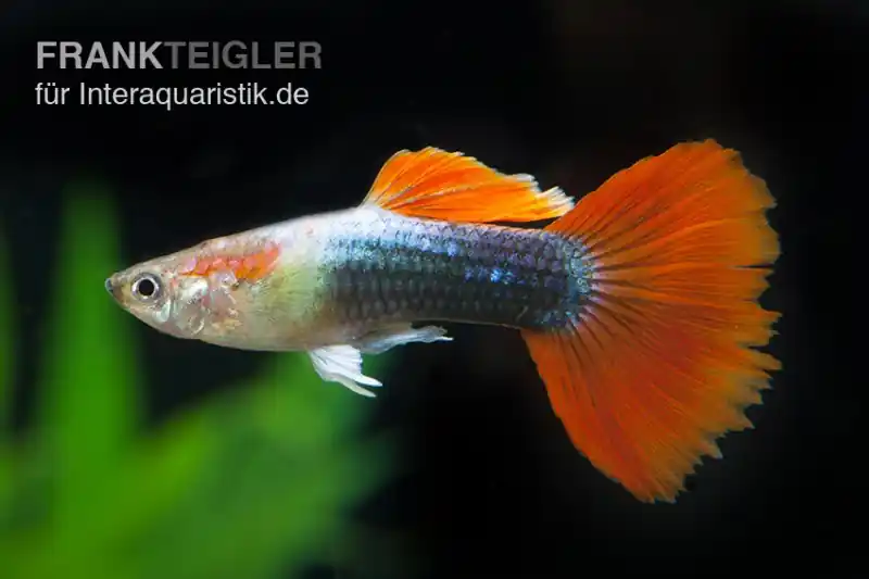 Abverkauf Guppy neonblau-rot, Poecilia reticulata, paarweise