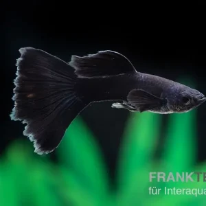 Markenware Guppy Moskau schwarz, Poecilia reticulata, paarweise