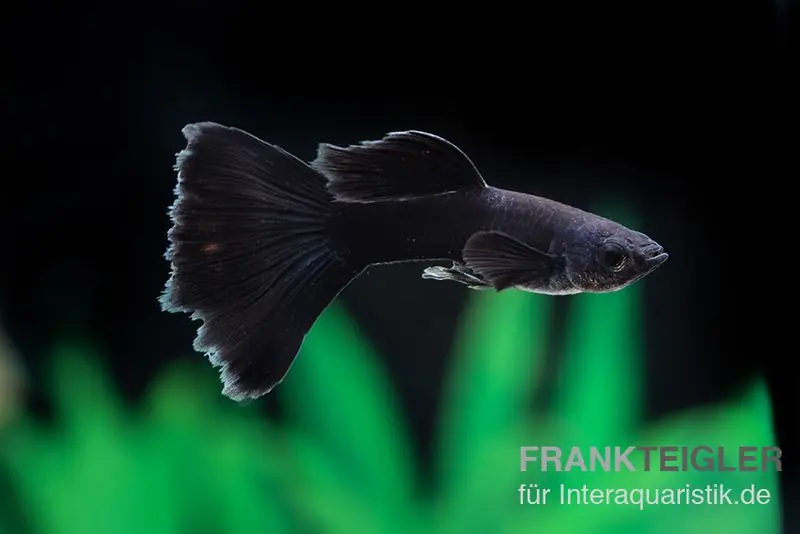 Markenware Guppy Moskau schwarz, Poecilia reticulata, paarweise
