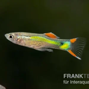 Online Kaufen Endler Guppy black green snake, Poecilia wingei, paarweise