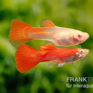 Zertifiziert Guppy albino vollrot, Poecilia reticulata, paarweise