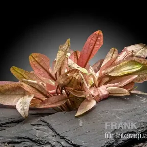Flamingo-Wasserkelch, Cryptocoryne sp. "Flamingo", im Topf Preisreduziert
